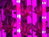 Vertical grow lights string alongside the vertical growth to help produce. Photo Courtesy of mlive.com